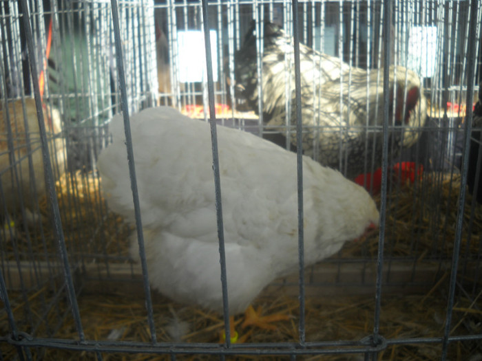 DSCN0293