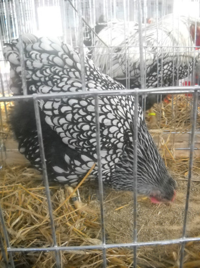 DSCN0311