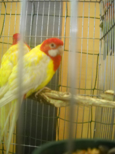 DSCN0330