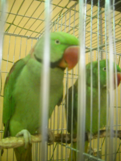 DSCN0331