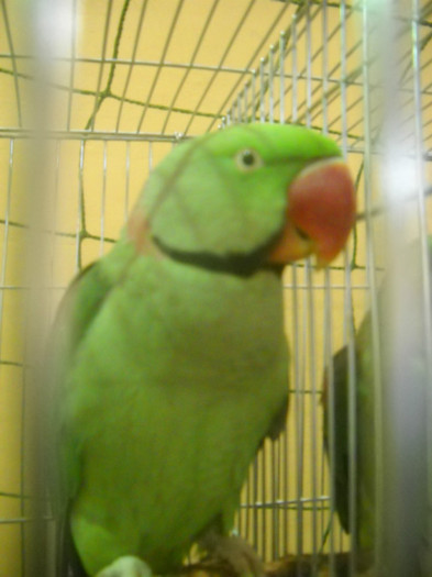 DSCN0332
