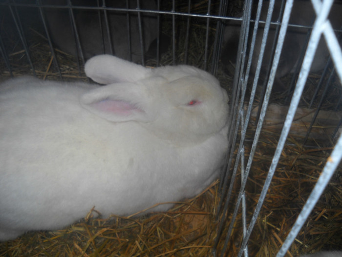 DSCN0340 - EXPO NATIONALA SIGHISOARA 2012