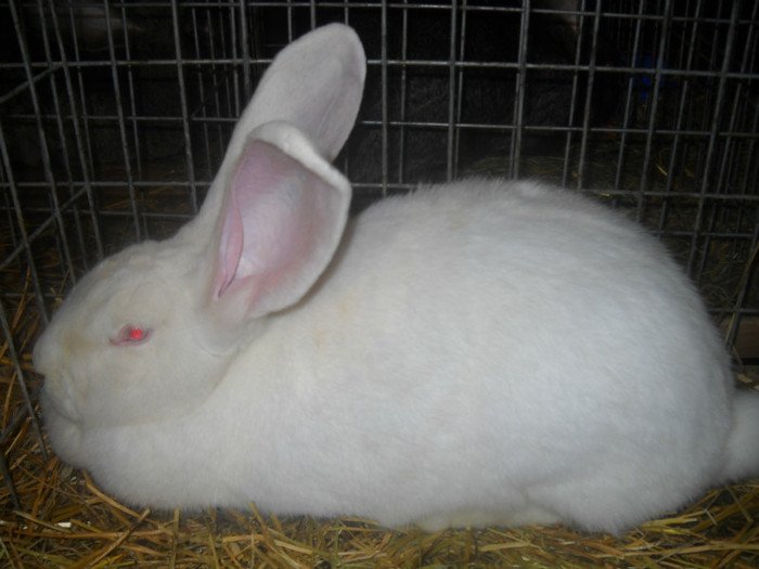 FEMELA RO 5.... 95,5PUNCTE