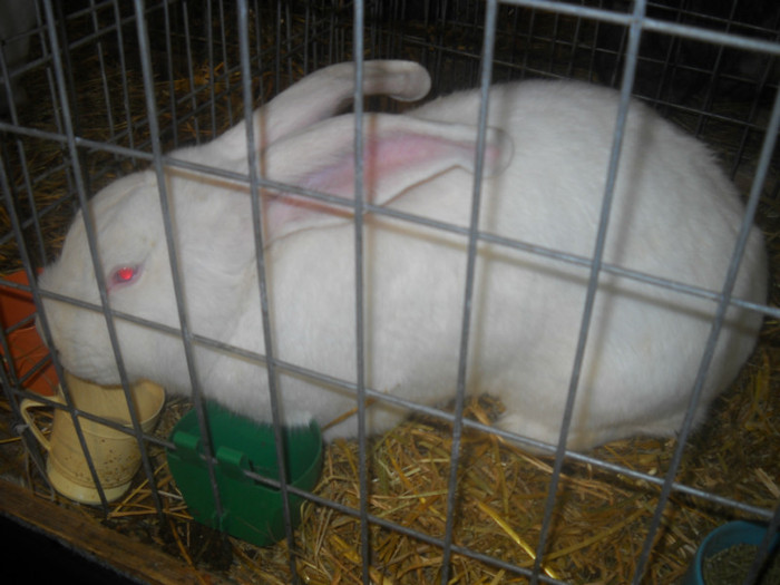 MASCUL RO 3 ....94,5 PUNCTE