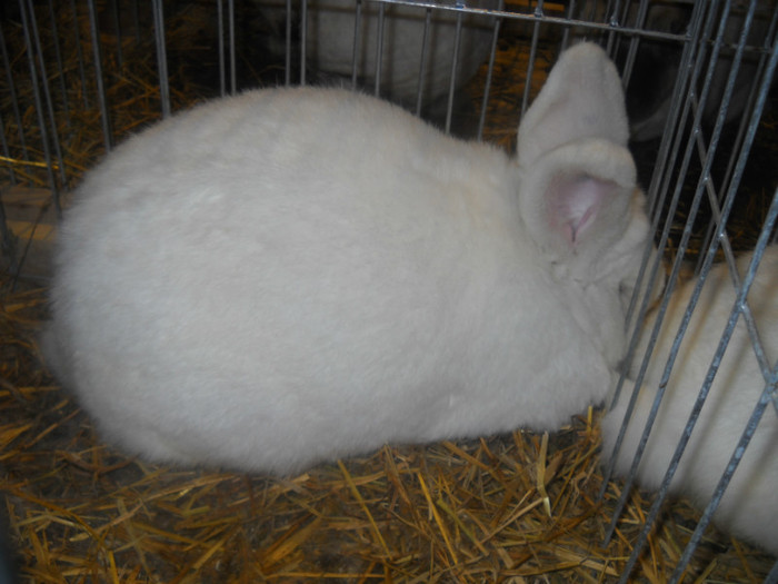 CRESCATOR POP DAN CLUJ