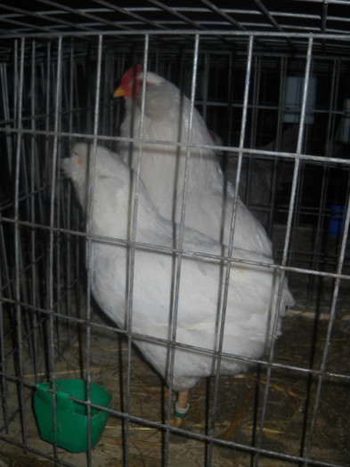 ARAUCANA VARIETATEA ALBA - EXPO NATIONALA SIGHISOARA 2012