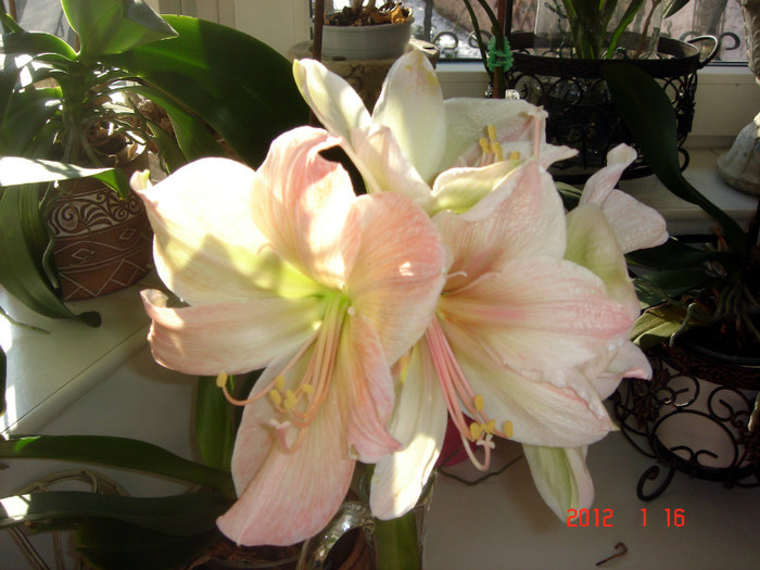 EXOTICA - AMARYLLIS 2012