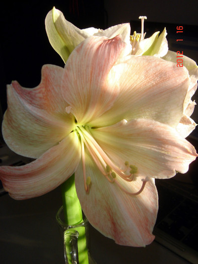 EXOTICA - AMARYLLIS 2012