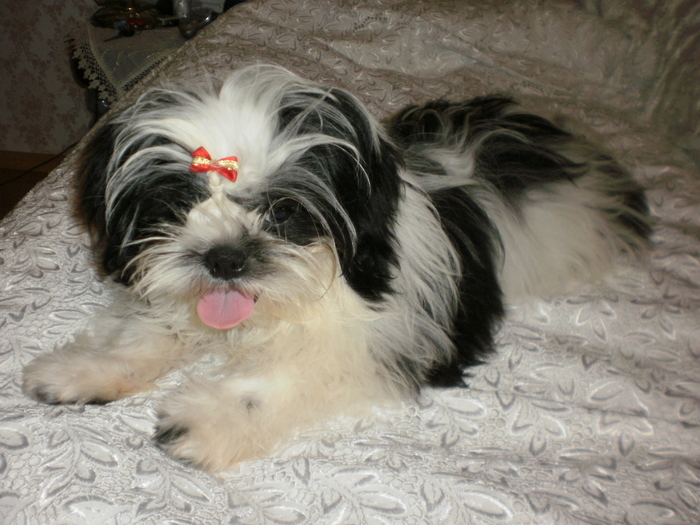 30693616_JRVFUMCGX - 13 arad shih tzu ofer petru monta mascul shihtzu