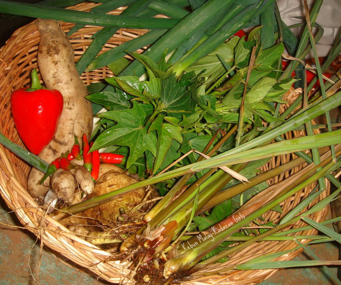 DSC00214 - z - Legume Asiatice