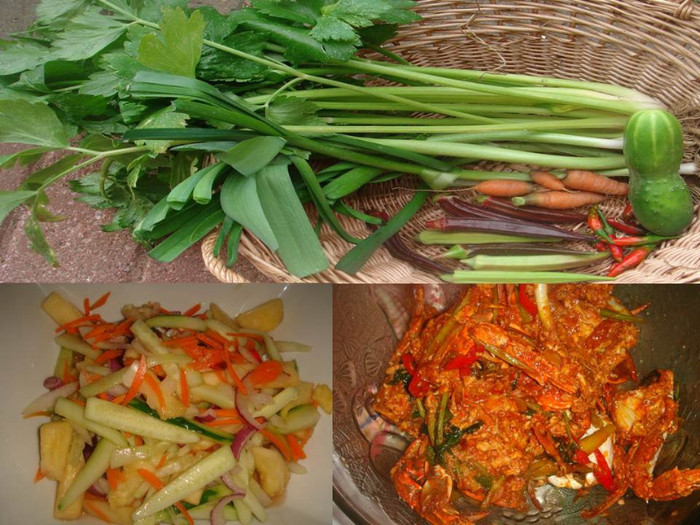 113 - z - Legume Asiatice