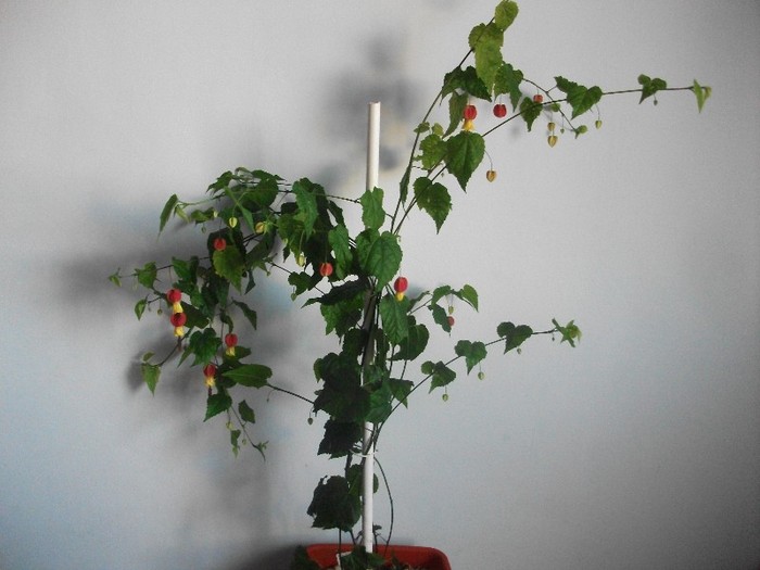 poze 042 - flori ianuarie 2012