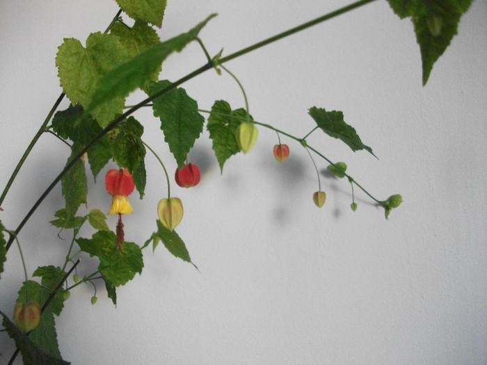 poze 046 - flori ianuarie 2012