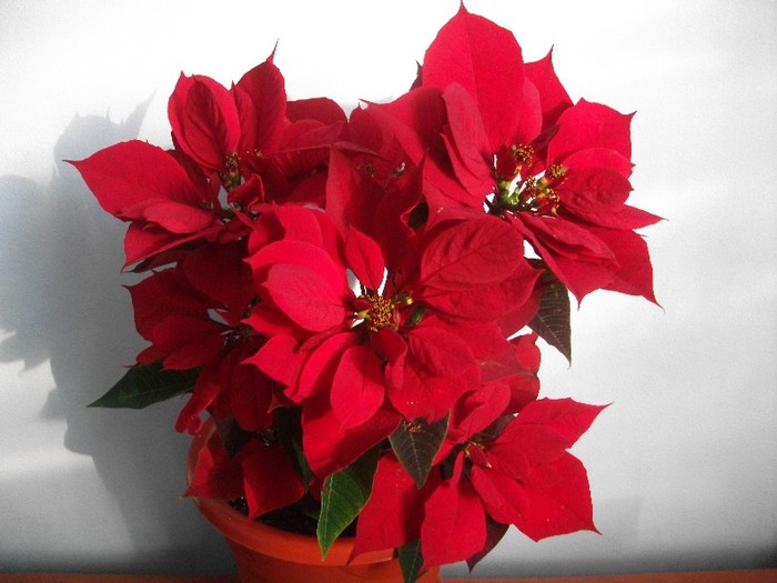 poze 056 - flori ianuarie 2012