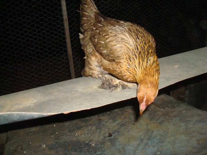 Vanduta - gaini pitice 2012