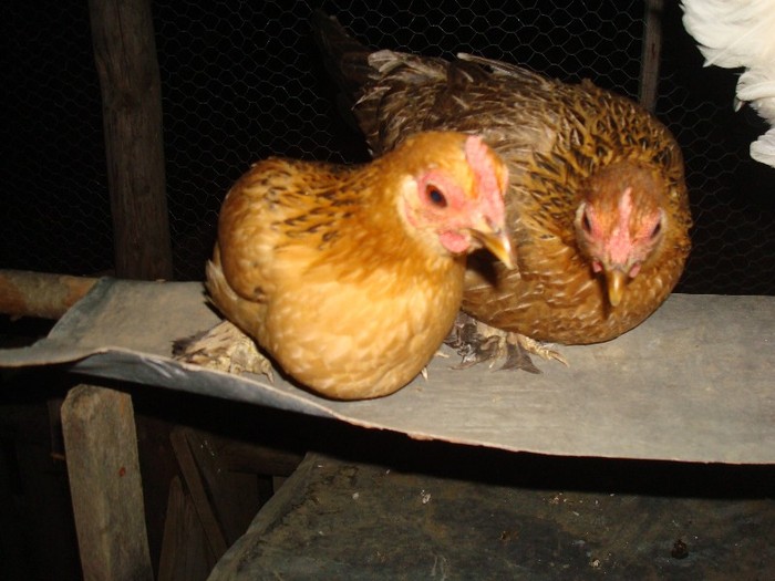 DSC06771 - gaini pitice 2012