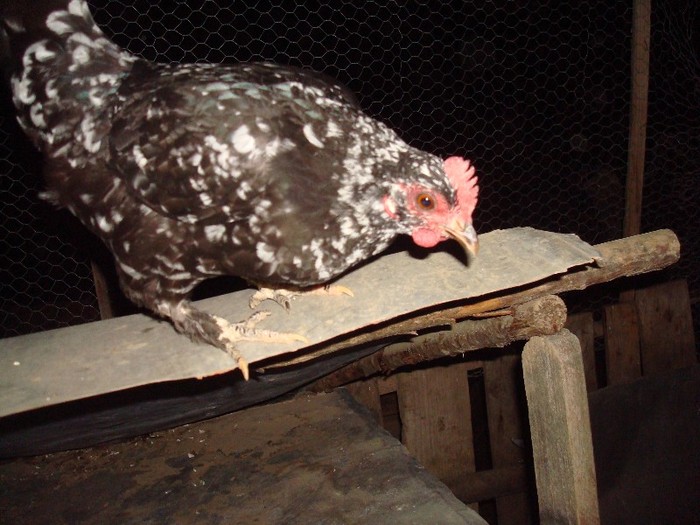 vanduta - gaini pitice 2012