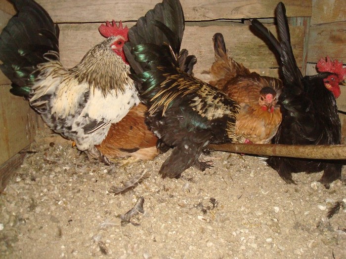 DSC06776 - gaini pitice 2012