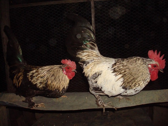 vanduti !! - gaini pitice 2012