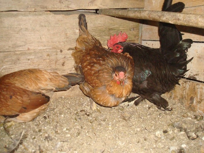 DSC06780 - gaini pitice 2012