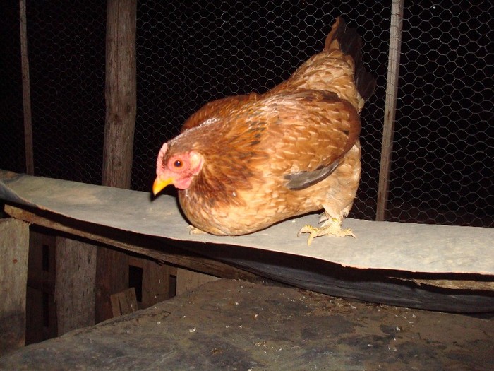 DSC06781 - gaini pitice 2012