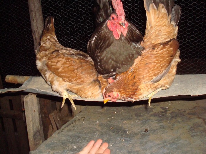 DSC06783 - gaini pitice 2012