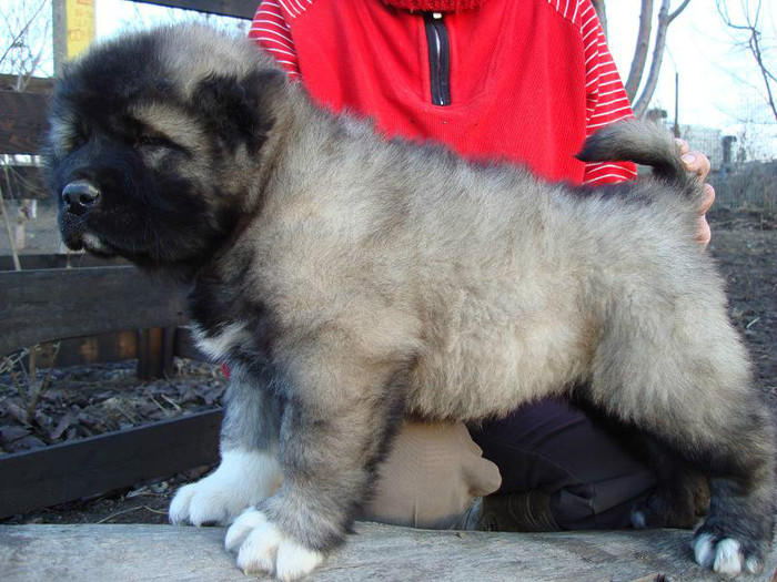 xylia2; femela 7 sapt
