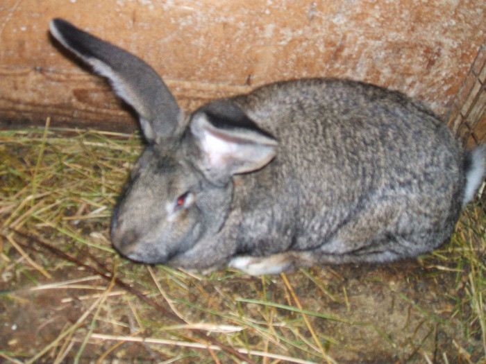 urias belgian - 04 iepuri de vanzare urgent VANDUT