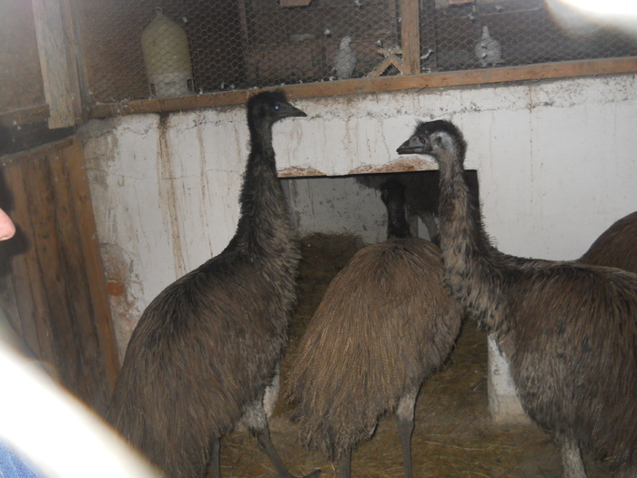 DSCN1638 - struti emu