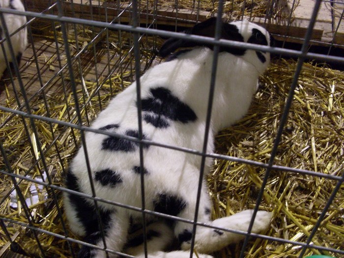 SDC13151 - Expozitia Nationala de la Sighisoara 2012