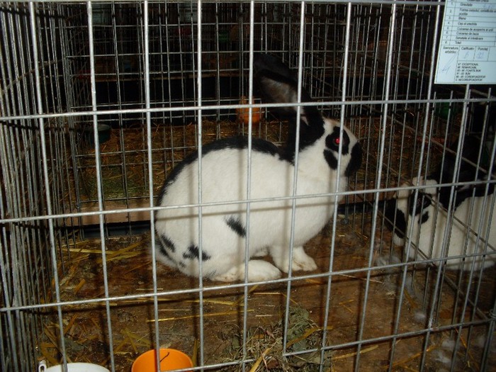 SDC13305 - Expozitia Nationala de la Sighisoara 2012