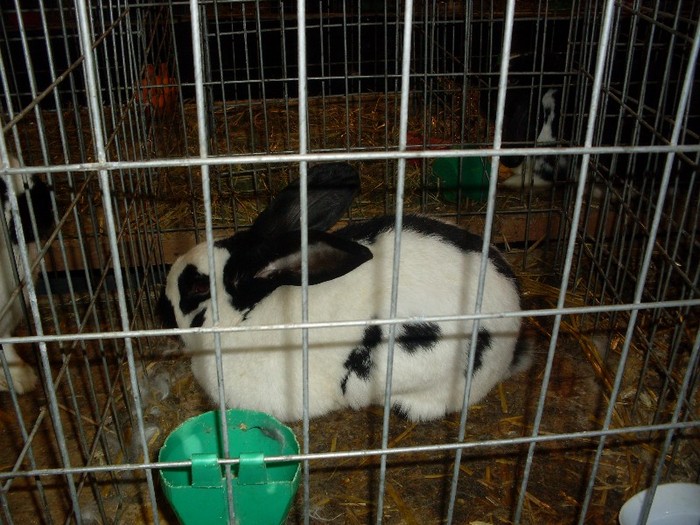 SDC13306 - Expozitia Nationala de la Sighisoara 2012