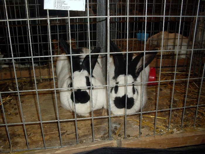 SDC13307 - Expozitia Nationala de la Sighisoara 2012