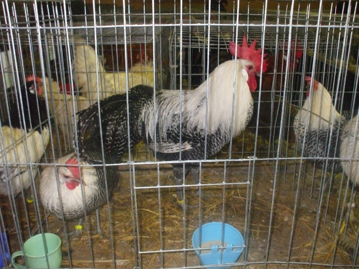 DSCF4646 - V expo nationala Sighisoara