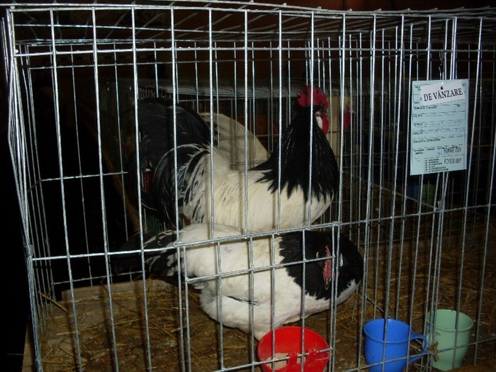 SDC13319 - Expozitia Nationala de la Sighisoara 2012