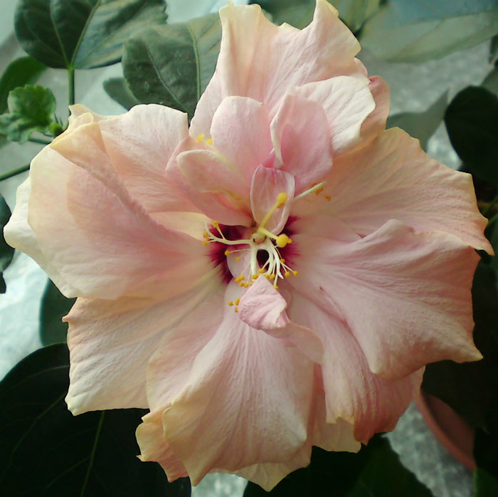  - Hibiscus 1