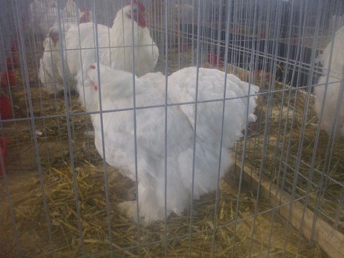 DSCF4673; COCHI URIAS
