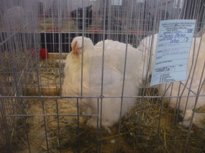 DSCF4676; COCHI URIAS
