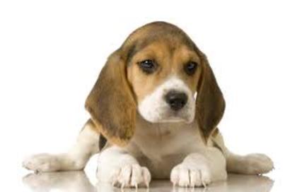 beagle:) - 0- beagle -0