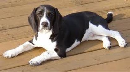 beagle negru - 0- beagle -0