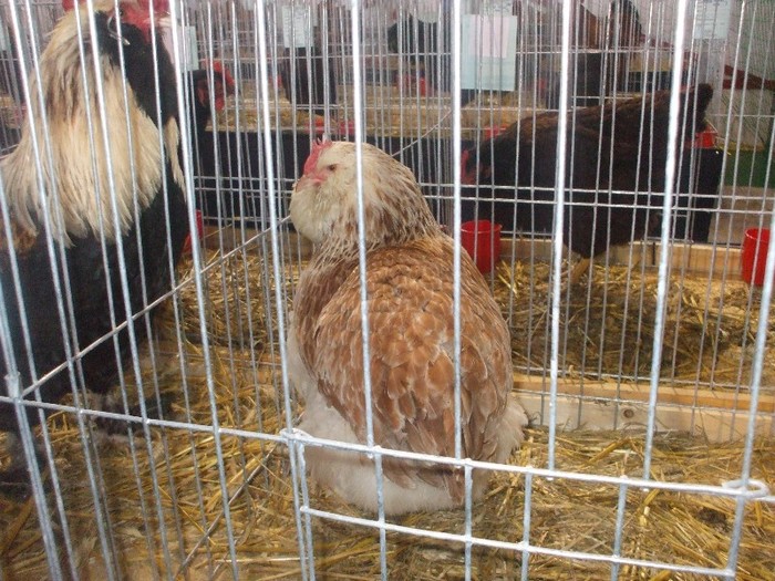 DSCF4694; FAVEROLLES
