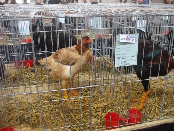 DSCF4712; COMBATANTE
