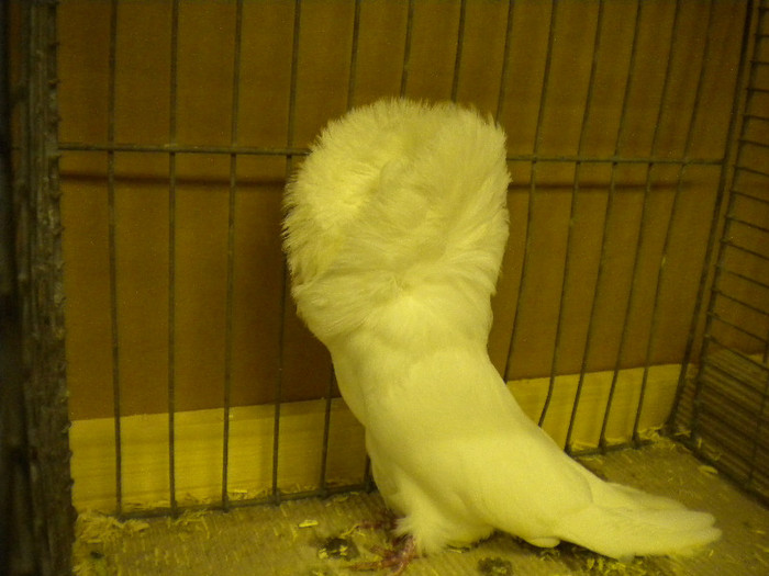 ian expo D 127 - Expo Schopfloch Germania Ianuarie 2012