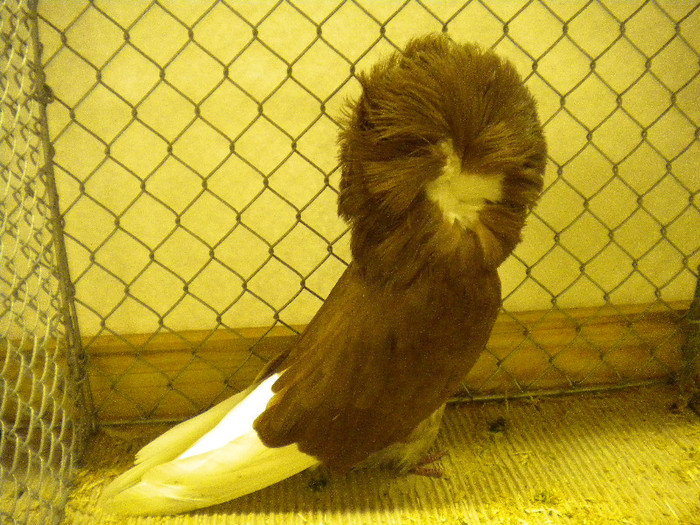 ian expo D 128 - Expo Schopfloch Germania Ianuarie 2012