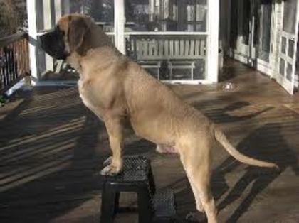 mastiff englez - 0- mastiff englez -0