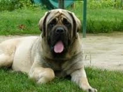 mastiff englez1 - 0- mastiff englez -0