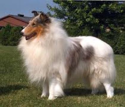 collie alb3