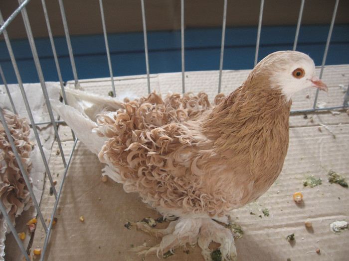 IMG_0306 - Expozitie Constanta 2012-1