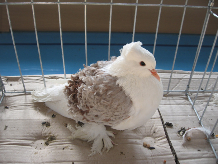 IMG_0309 - Expozitie Constanta 2012-1