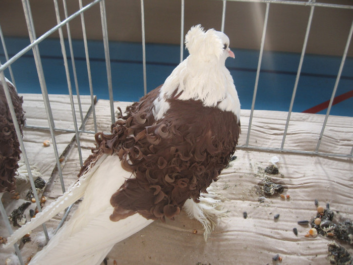 IMG_0310 - Expozitie Constanta 2012-1